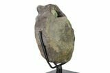 Hadrosaur (Hypacrosaur) Vertebra with Stand -Montana #148798-1